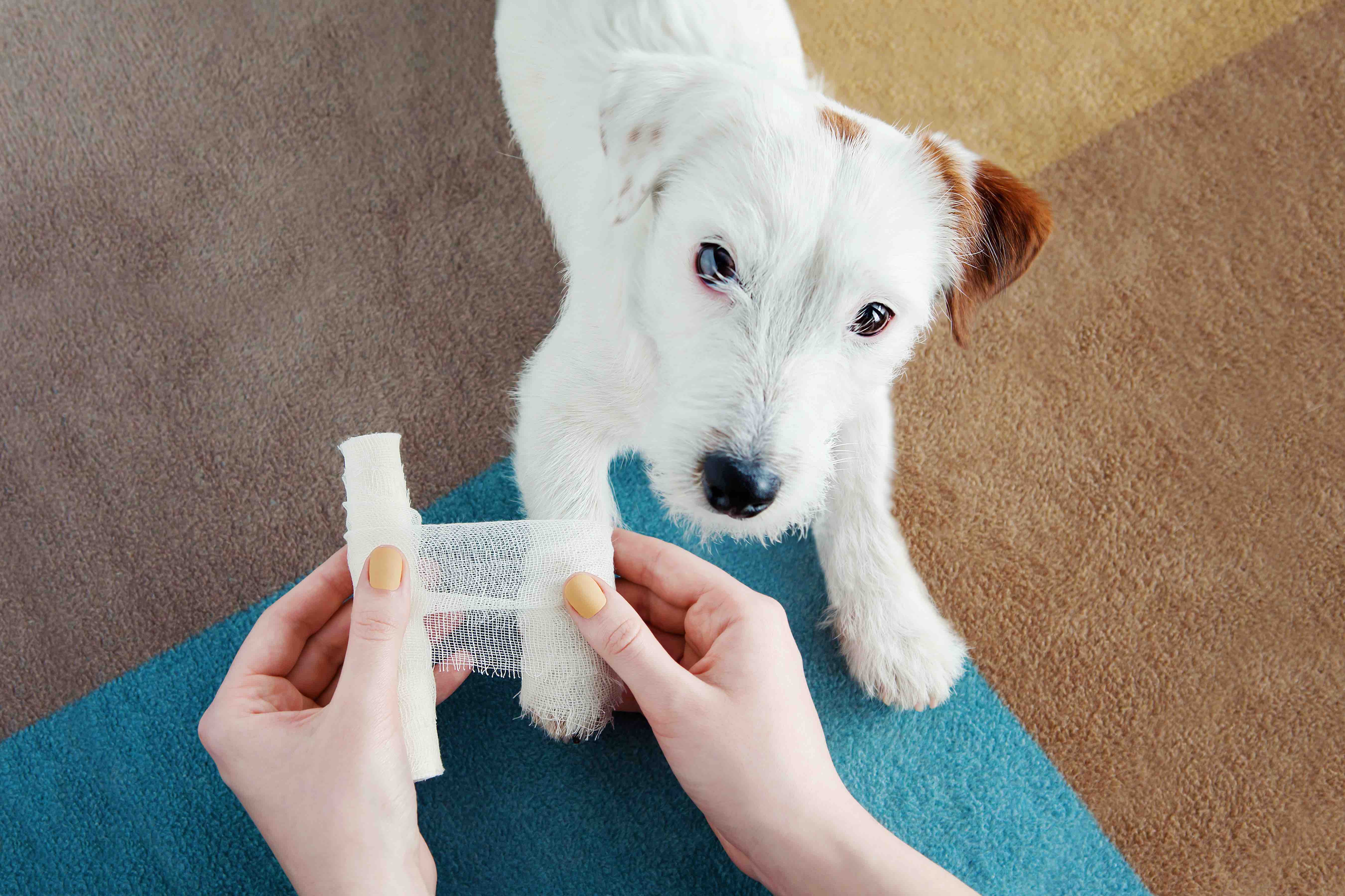 Hund Jack Russell Terrier immer Verband nach einer Verletzung an seinem Bein zu Hause. Gesundheitspflege für Haustiere, medizinische Behandlung, Erste-Hilfe-Konzept.